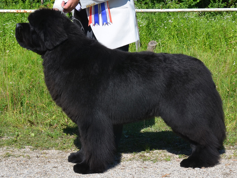 Multi Ch., Int. Ch. CHARMING PRINCE OF GENTLE BLACKGIANT